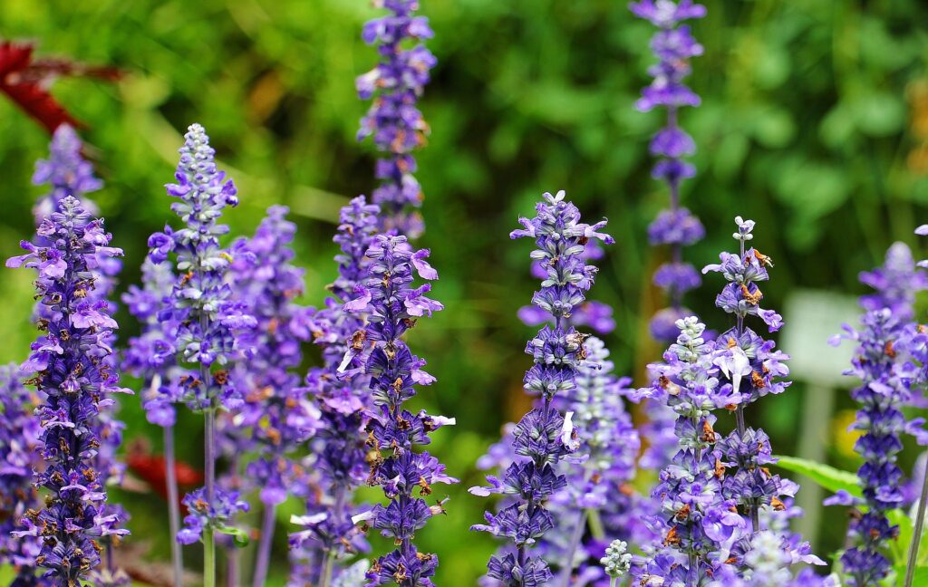 Beginner's Guide to Essential Oils - The Simple Healthy Hub 4
